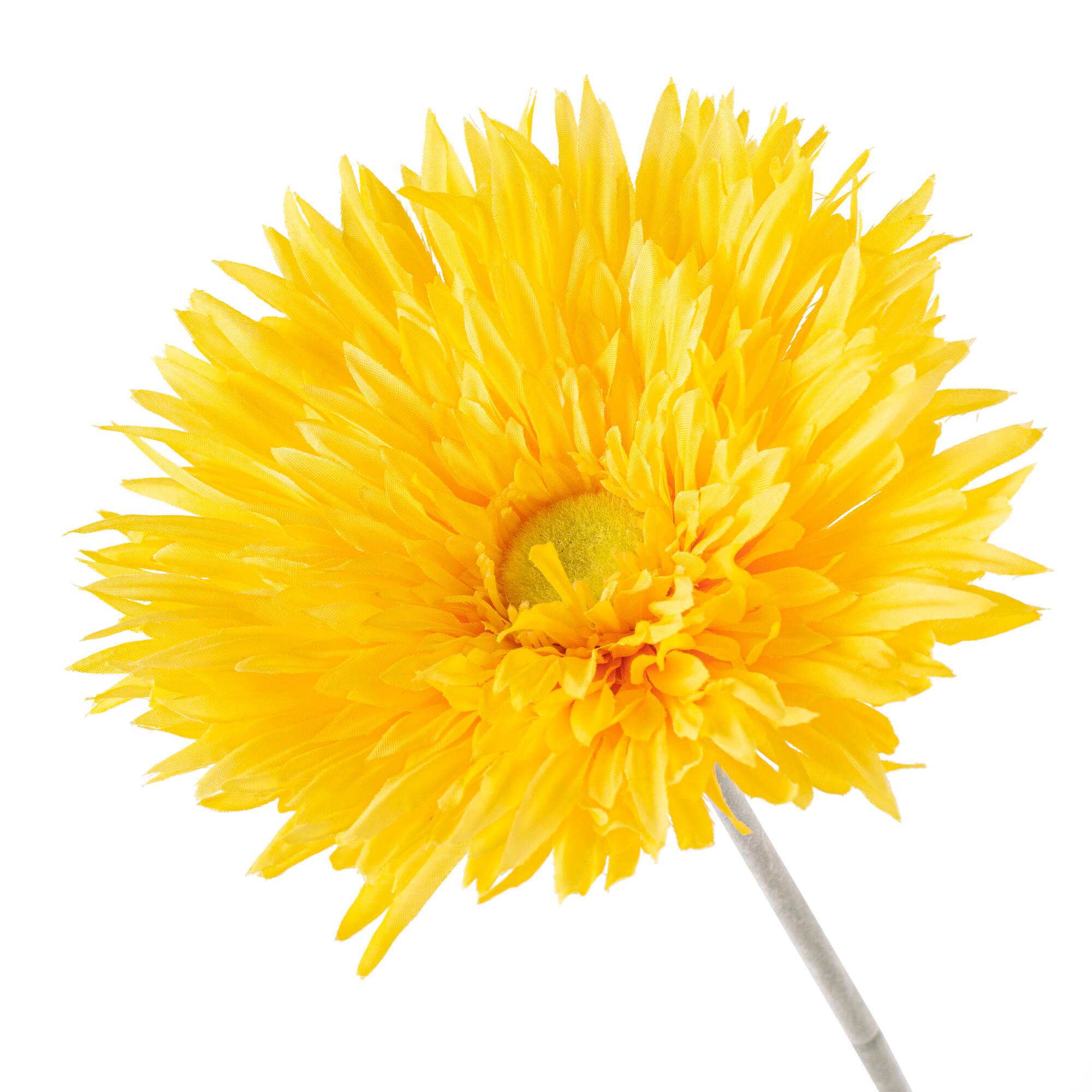 12 Pack: Yellow Spider Gerber Daisy Stem by Ashland®
